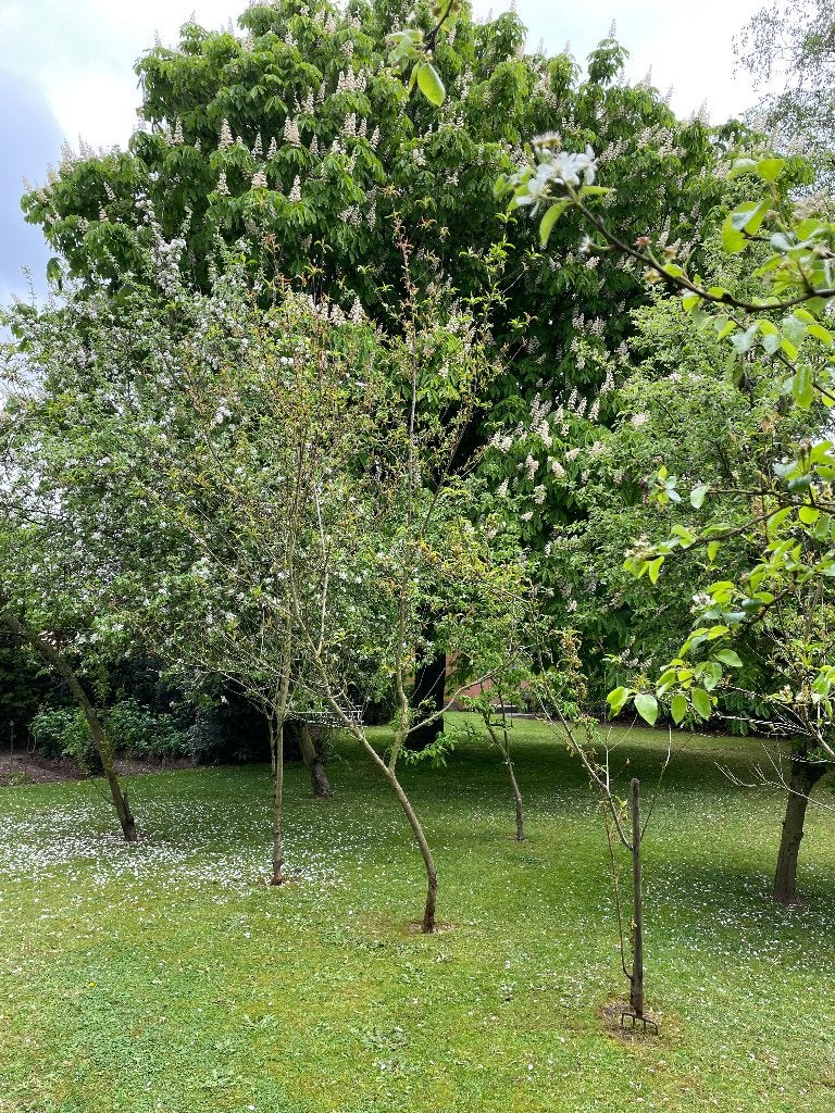 bomen / struiken / planten, Jardin & Terrasse, Enlèvement, En pot, Autres espèces