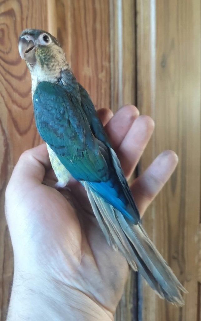 Conure pyrrhura molinae turquoise df, Mâle, Perruche, Domestique