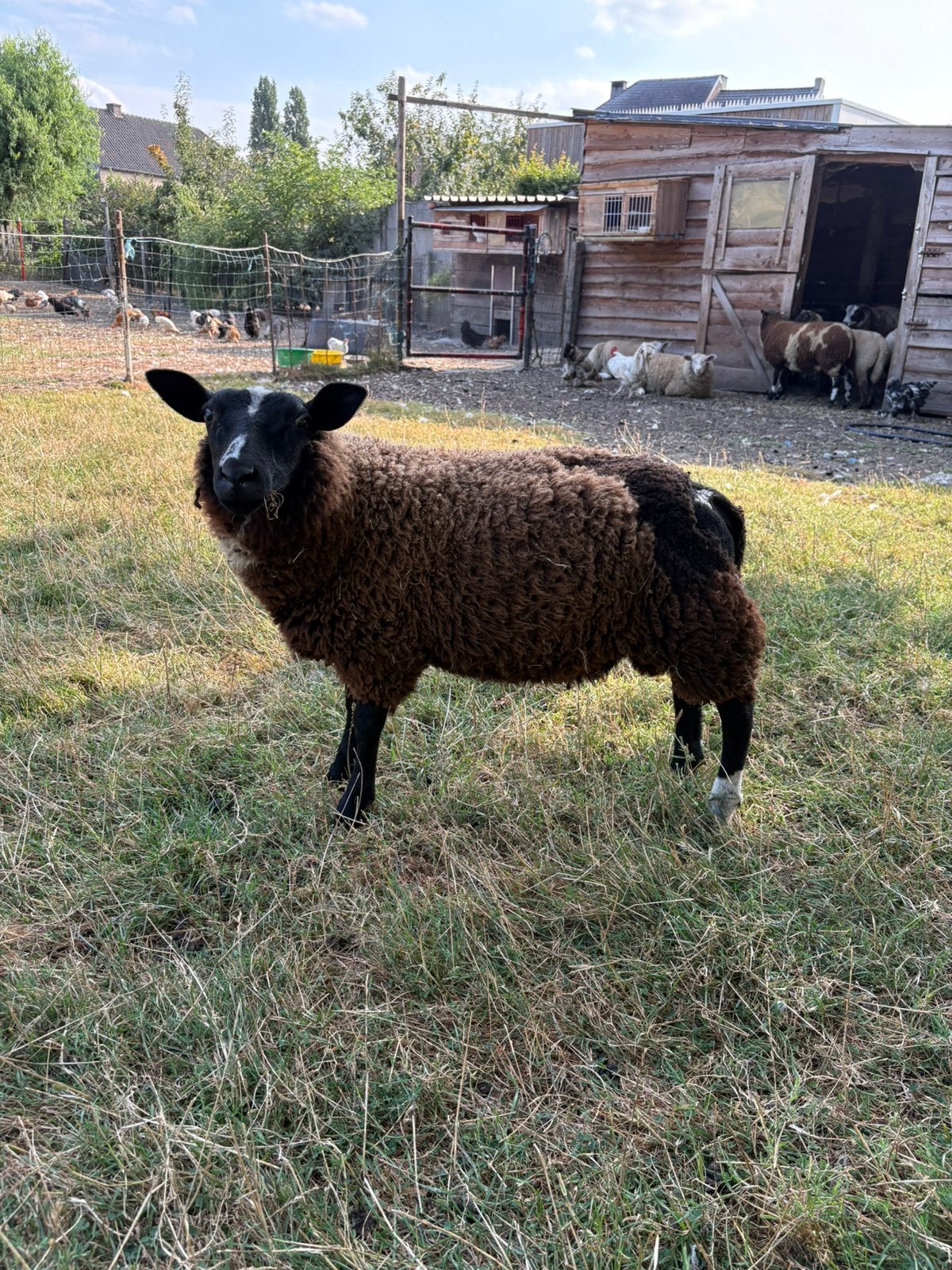 Ram lam, Dieren en Toebehoren, Schapen, Geiten en Varkens, Mannelijk, Schaap, 0 tot 2 jaar