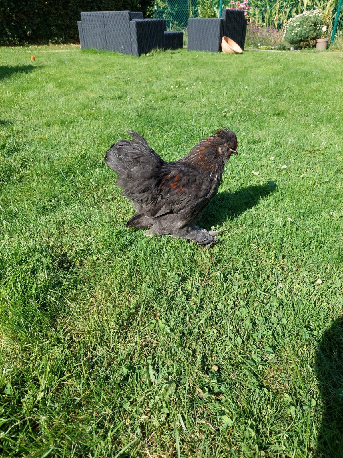 Jonge haan mix zijdehoen/cochin kriel, Dieren en Toebehoren, Pluimvee, Mannelijk