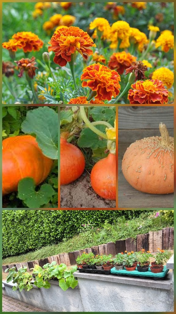 Dernières plantes /potiron orange & galeux/potimaron/tagètes, Jardin & Terrasse, Plantes | Jardin, Enlèvement, Annuelle, Plantes potagères