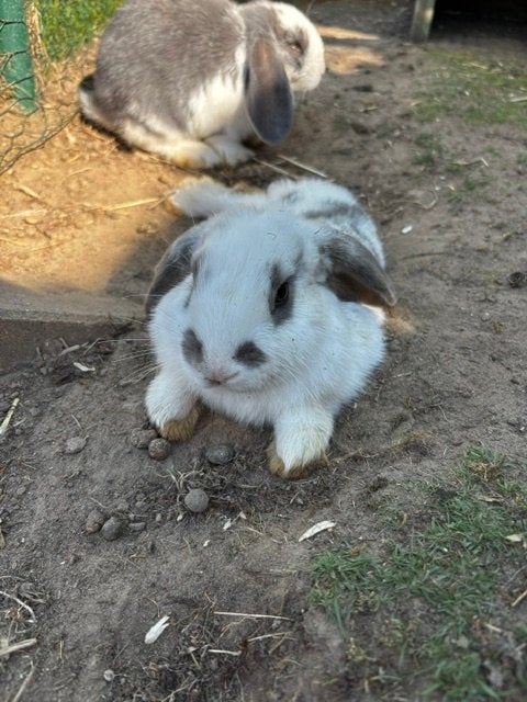 konijn, Animaux & Accessoires, Lapins, Mâle, Taille moyenne, Oreilles tombantes, 0 à 2 ans