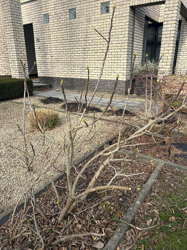 vijgenboom, Enlèvement, Figuier