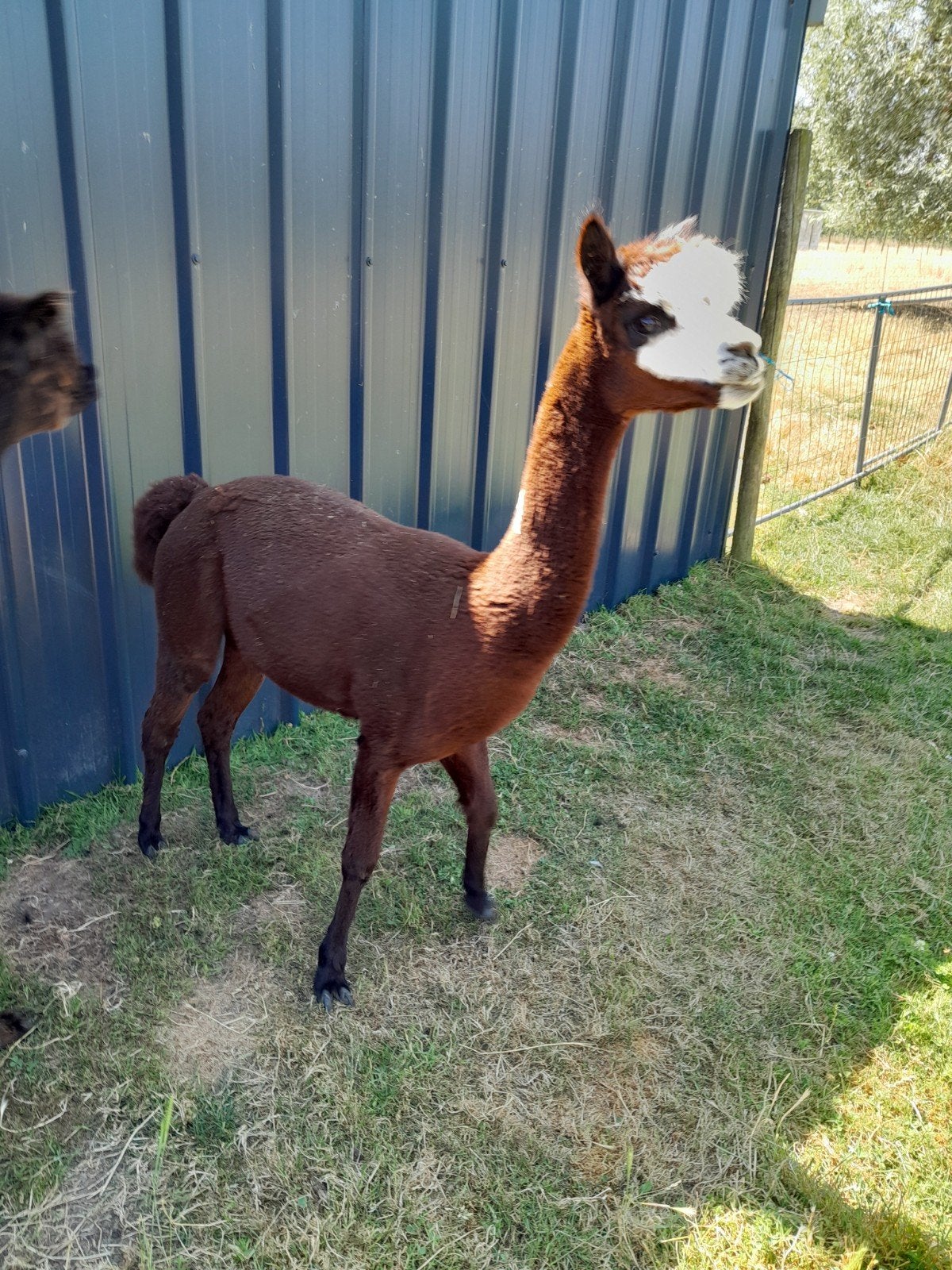 ALPACA. Ruintje, Dieren en Toebehoren, Maart, Meerdere dieren