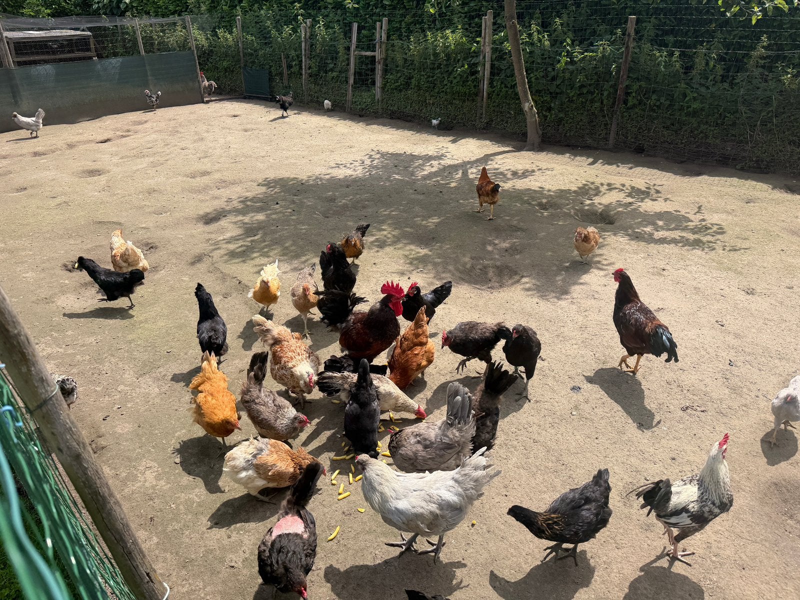 Kippen/hanen, Meerdere dieren, Kip