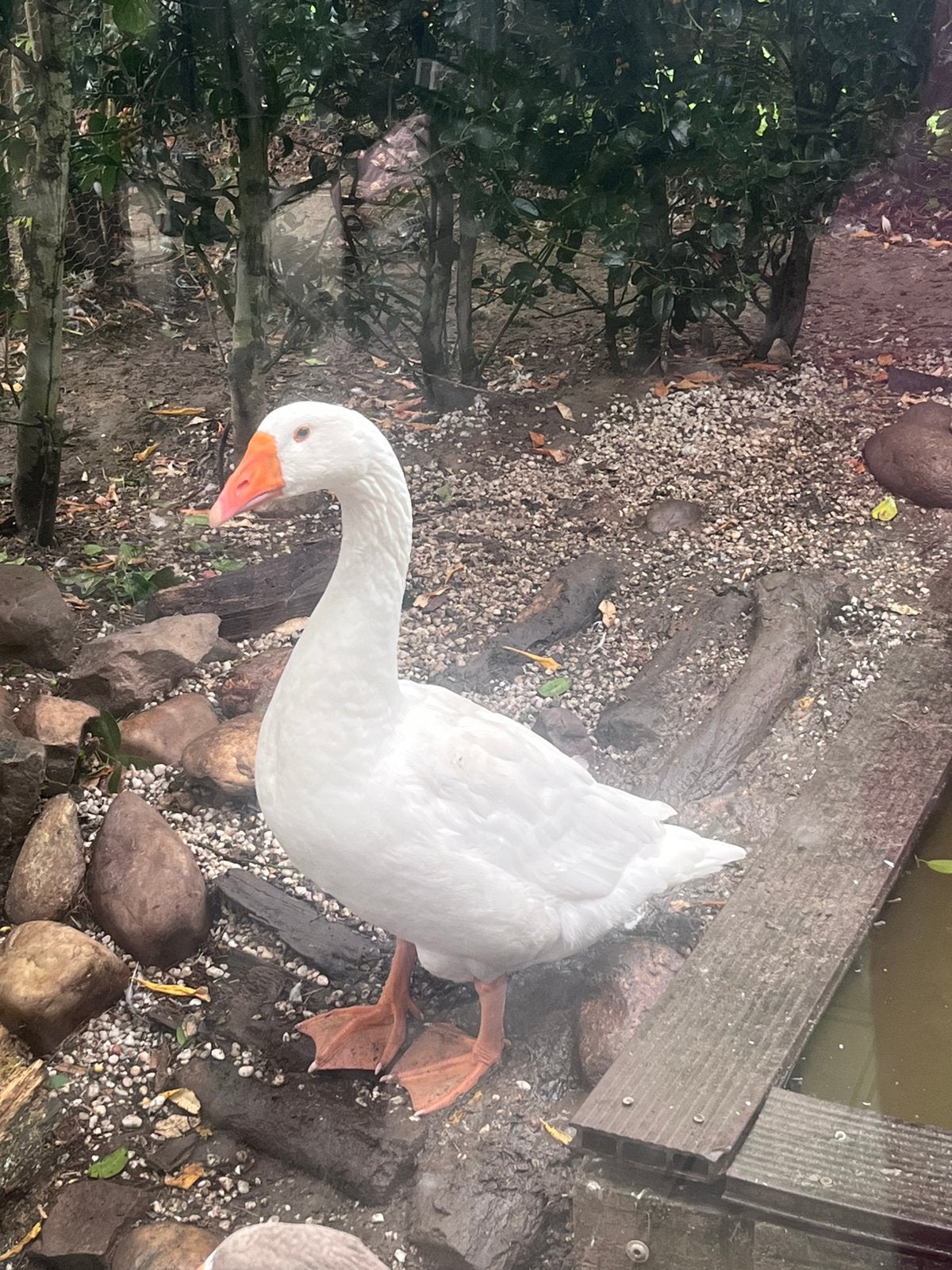 Mannetjes gans, Dieren en Toebehoren, Mannelijk, Gans of Zwaan