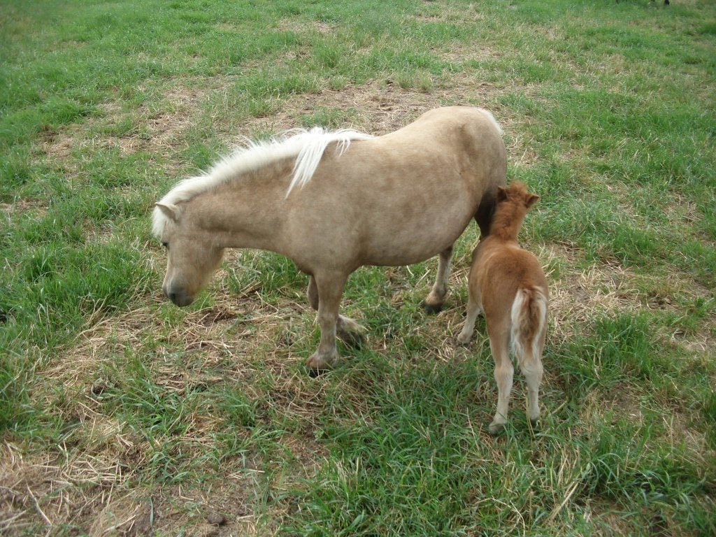 chetlandponys, Plusieurs animaux, Avec puce électronique, 0 à 2 ans