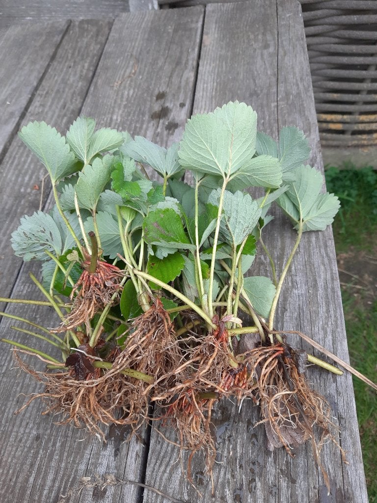 Aardbeienplantgoed, Tuin en Terras, Planten | Tuinplanten, Ophalen, Volle zon, Eenjarig, Fruitplanten