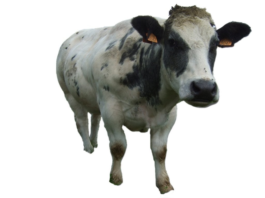 BEWUSTER EN BETER WERKEN MET PHOTOSHOP ELEMENTS 7, Enlèvement