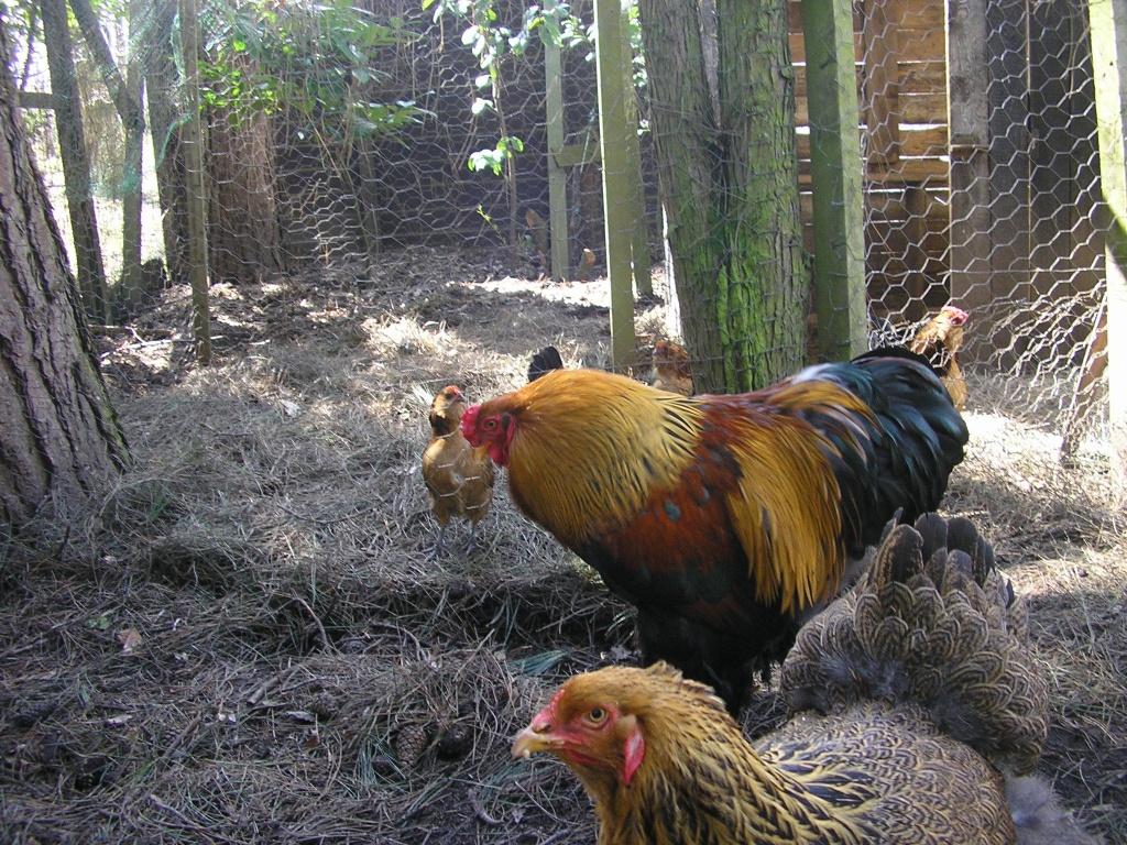 brahma groothoenders