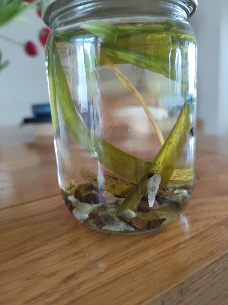 Gratis torenslakjes, Dieren en Toebehoren, Vissen | Aquariumvissen, Slak of Weekdier, Zoetwatervis