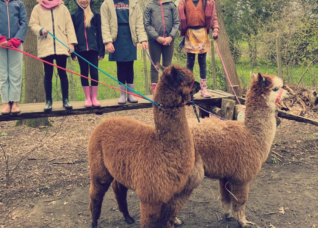 Alpaca merrie, Augustus, Vrouwelijk