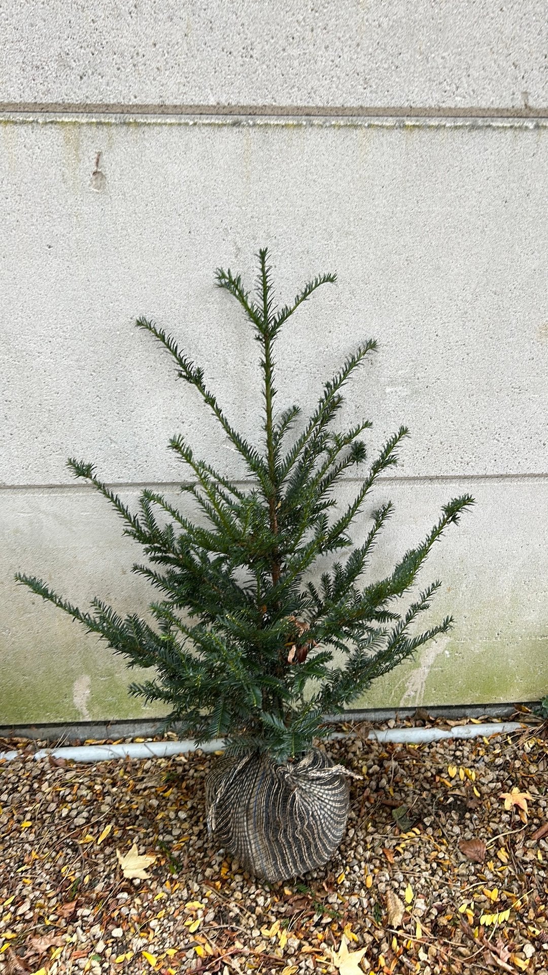 Taxus baccata 60 /+, Ophalen, Taxus