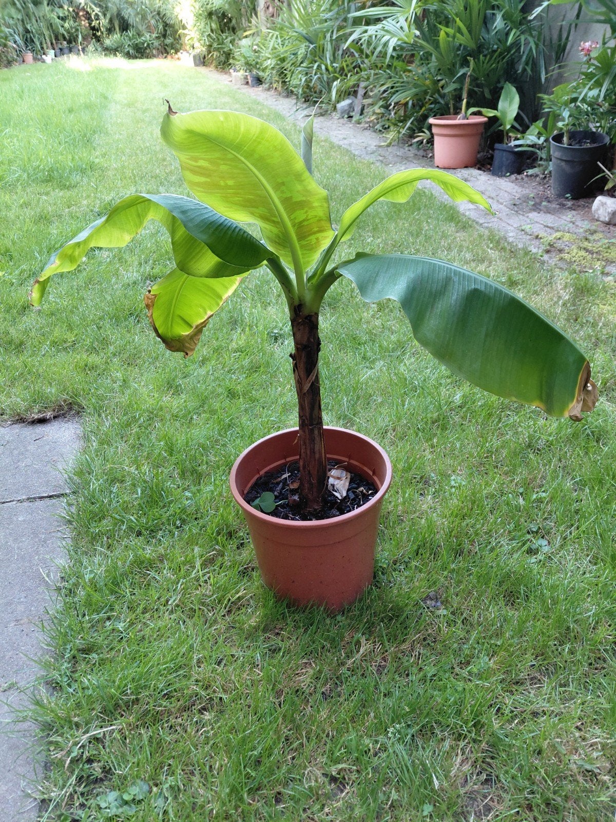 Musa dwarf cavendisch, Tuin en Terras, Planten | Tuinplanten, Ophalen