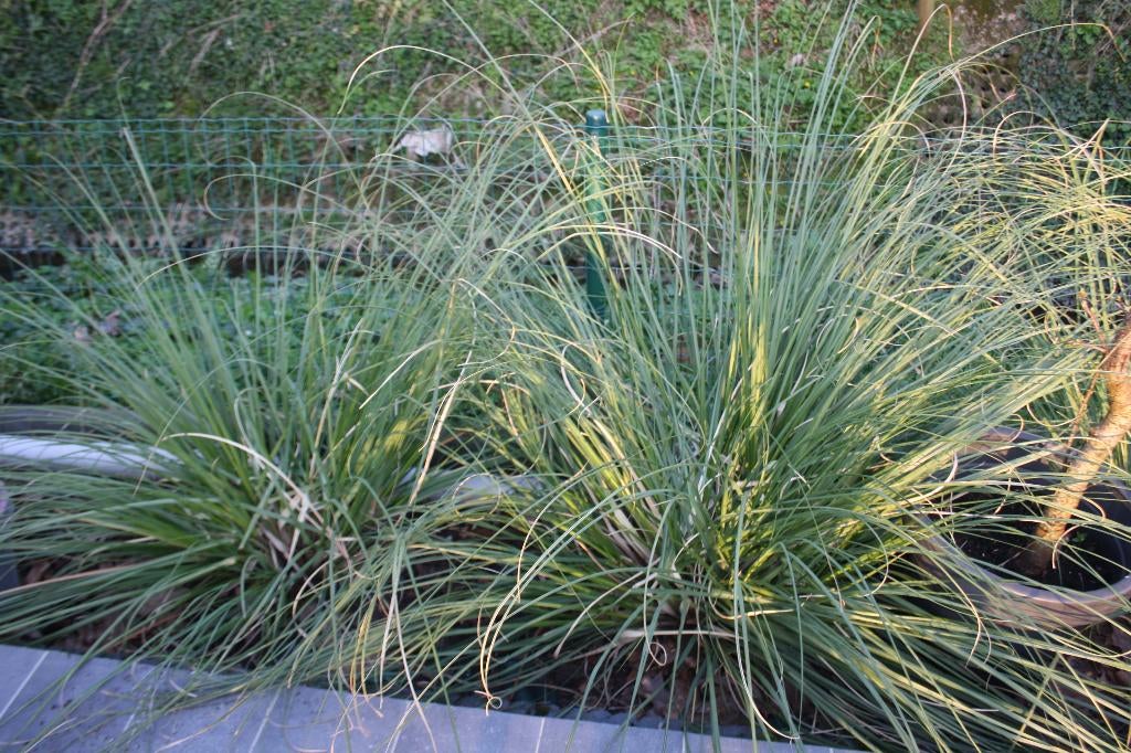 siergrassen, Jardin & Terrasse, Plantes | Jardin, Enlèvement, Plante fixe, Graminées ornementales