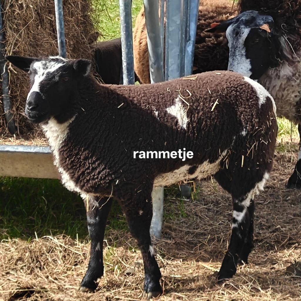 Schapen/ lam/vlaamse reus/loopeend/konijn/eend/ram, Dieren en Toebehoren, Geslacht onbekend