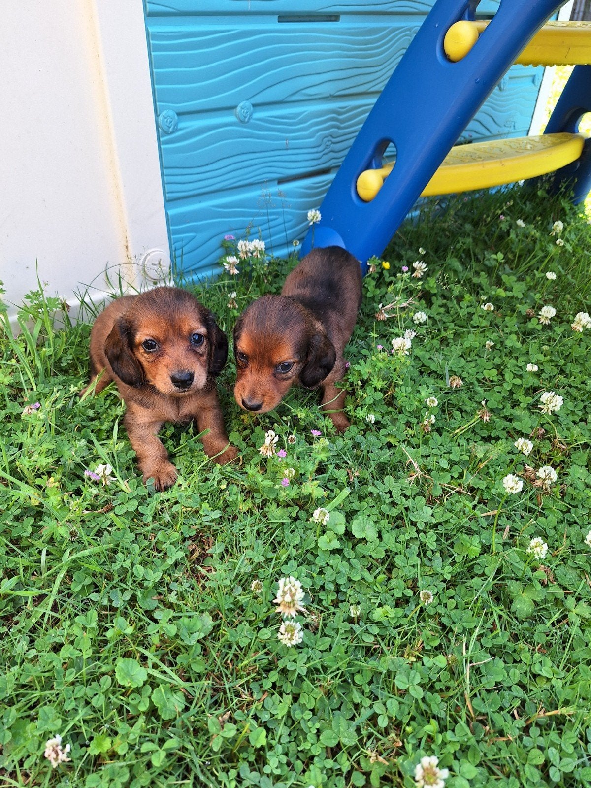 Langharige dwergteckel pups, Parvo, België, 8 tot 15 weken, Dwerg