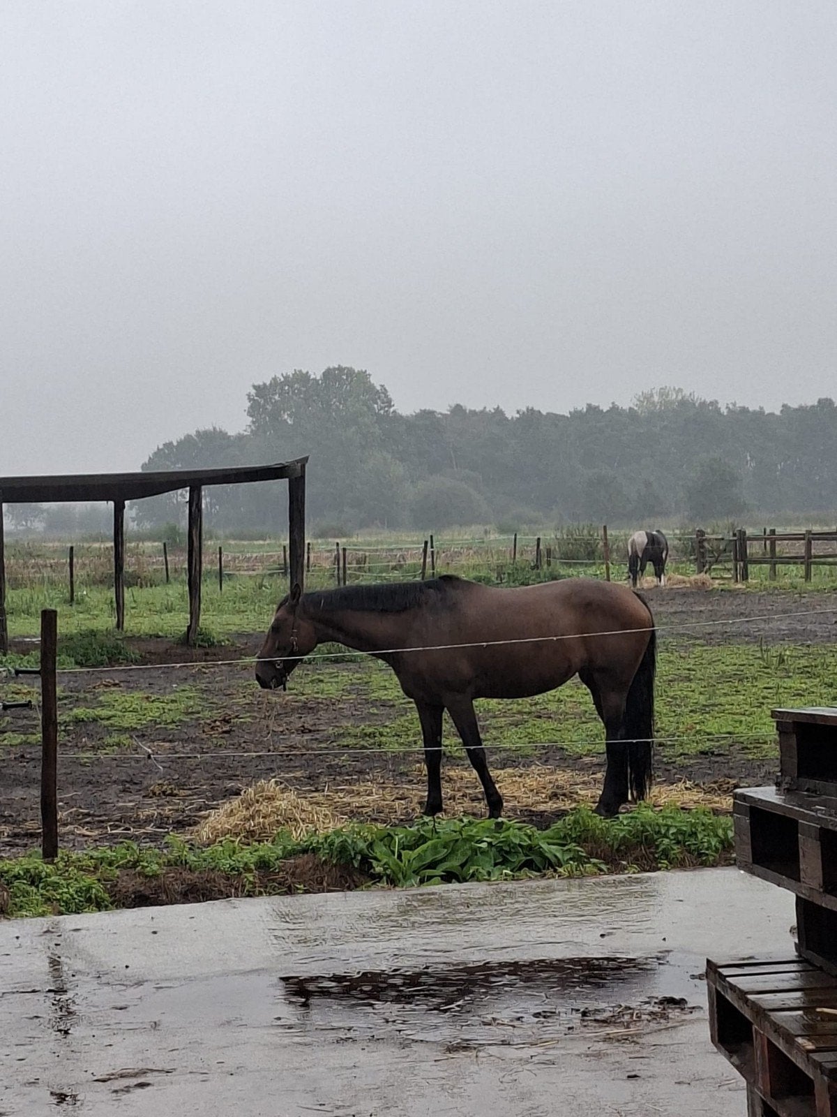 weidemaatje, Dieren en Toebehoren, Merrie