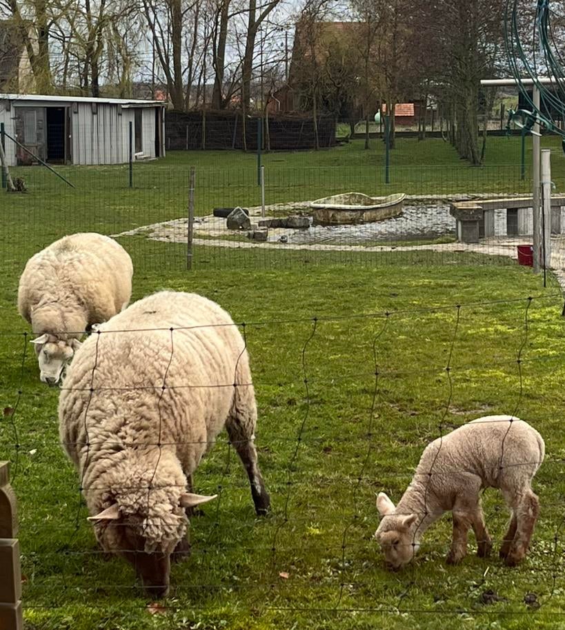 Gezocht schaap met lammetjes, Mouton