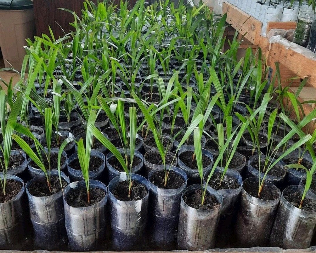 ACTIE:  Zaailingen Winterharde Palmbomen Trachycarpus Fortun, Tuin en Terras, Planten | Bomen, Ophalen