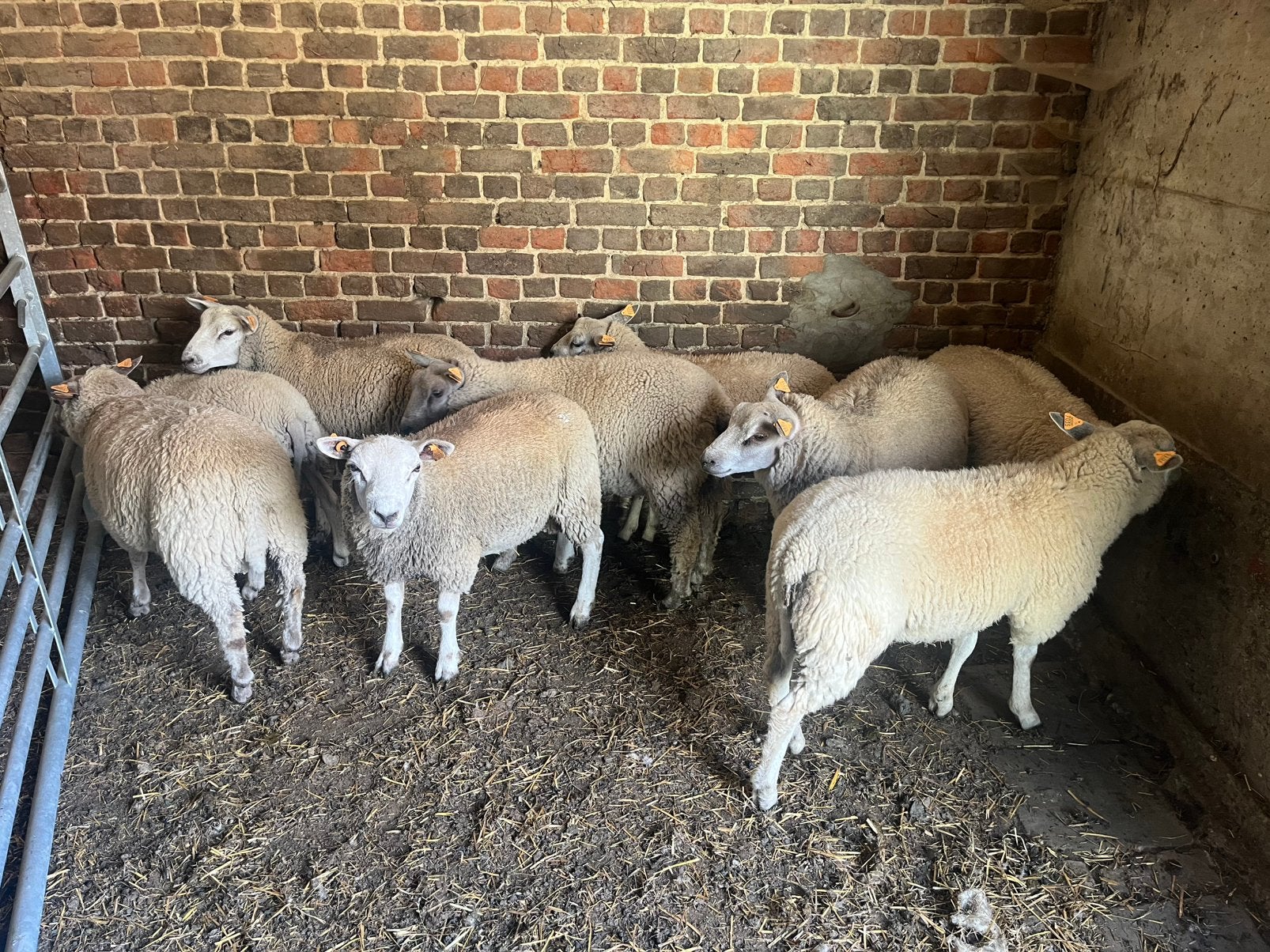 Jonge bokken te koop, Animaux & Accessoires, Moutons, Chèvres & Cochons