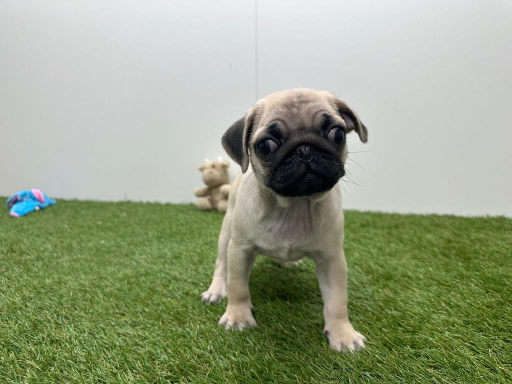 Mopshond pups, Dieren en Toebehoren, Honden | Chihuahua's en Gezelschapshonden, België, Overige rassen, 8 tot 15 weken, Parvo