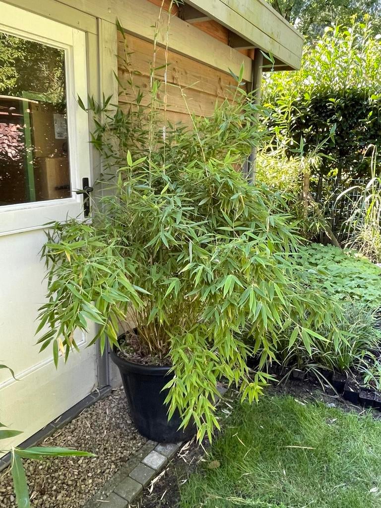 Fargesia murielae, Tuin en Terras, Planten | Bomen, Zomer, Ophalen