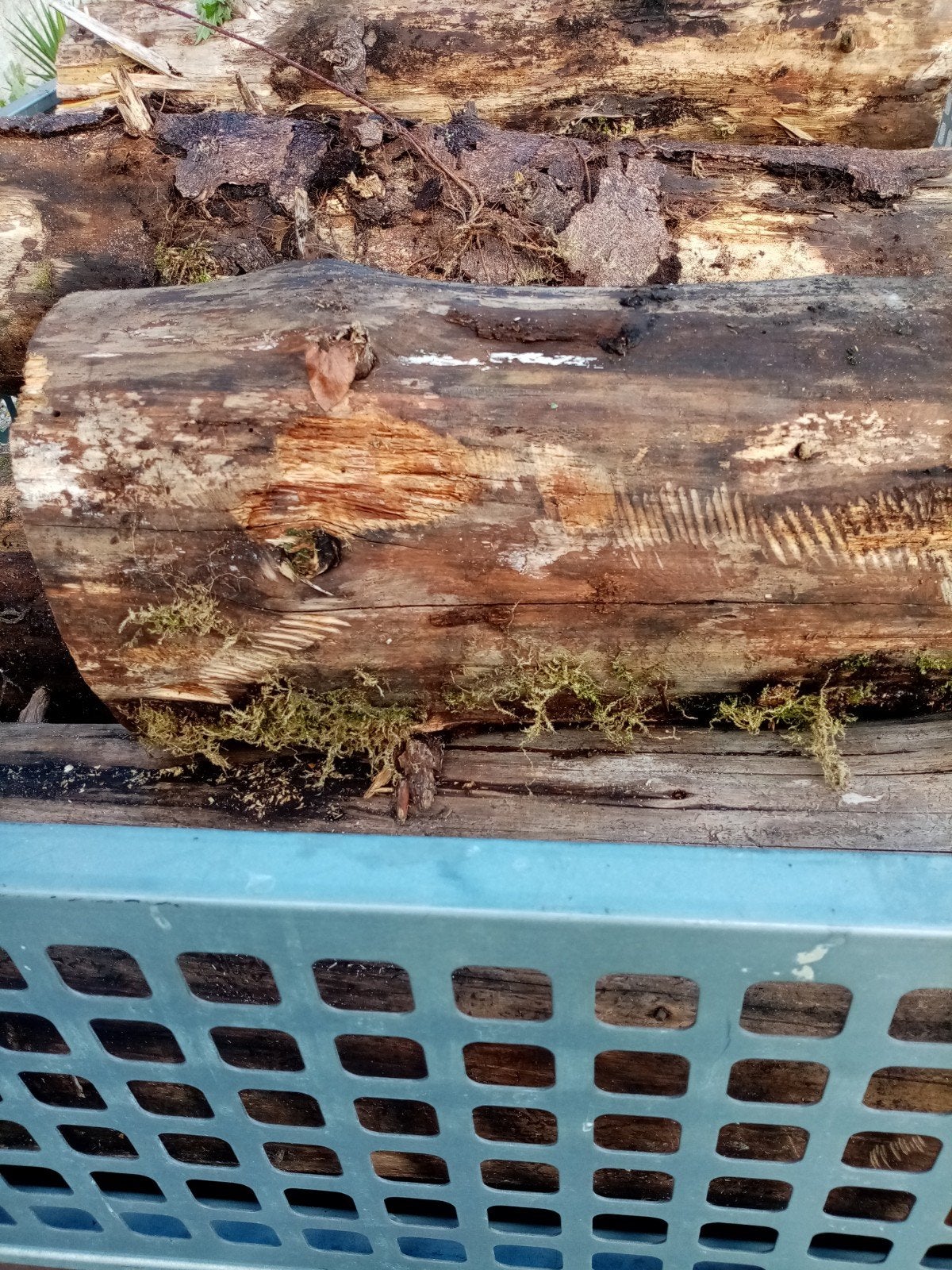 Bois de chauffage sec prêt à brûler, Jardin & Terrasse, Enlèvement