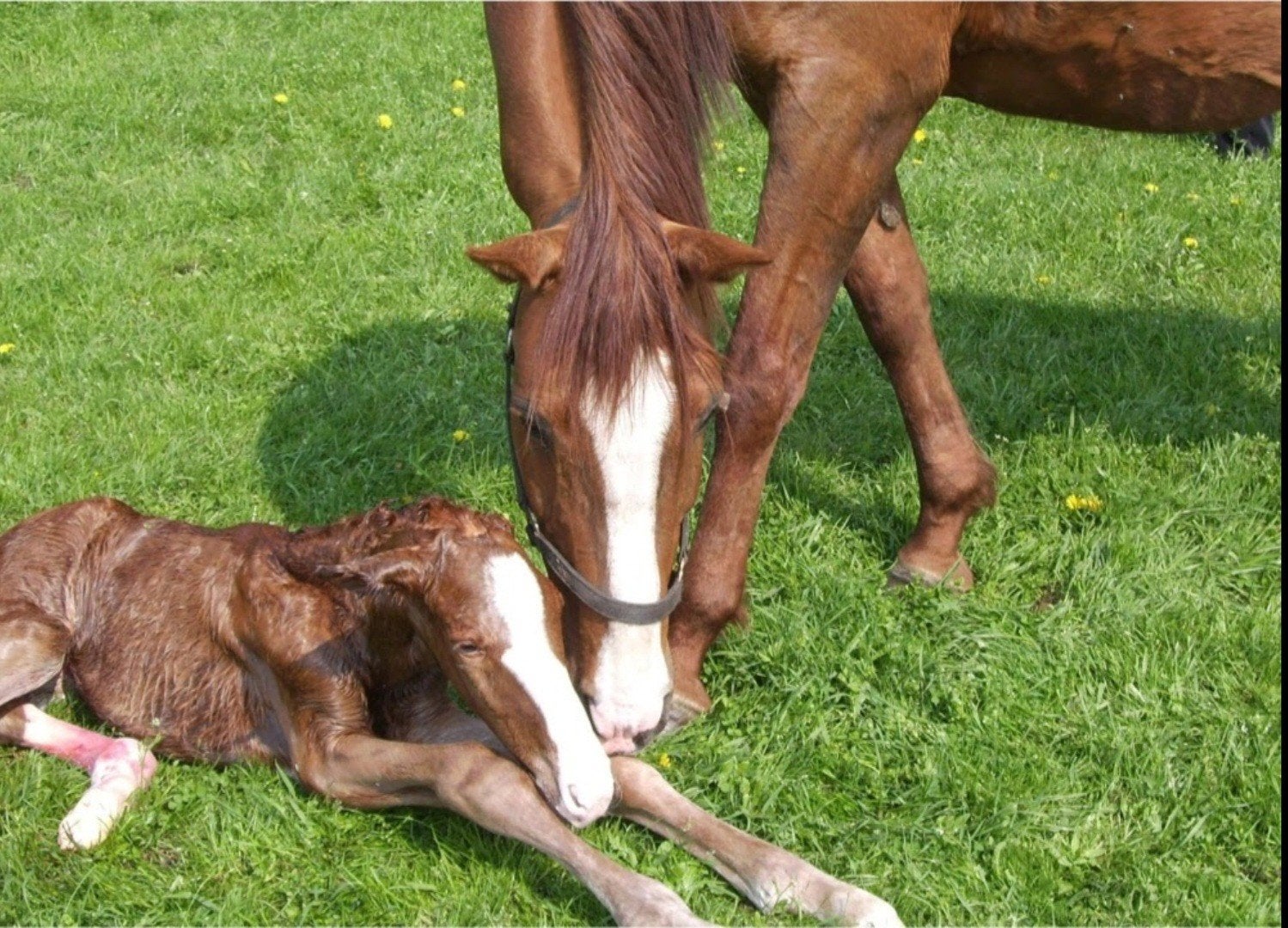 Geboortemelder/Birth alarm voor paarden te huur