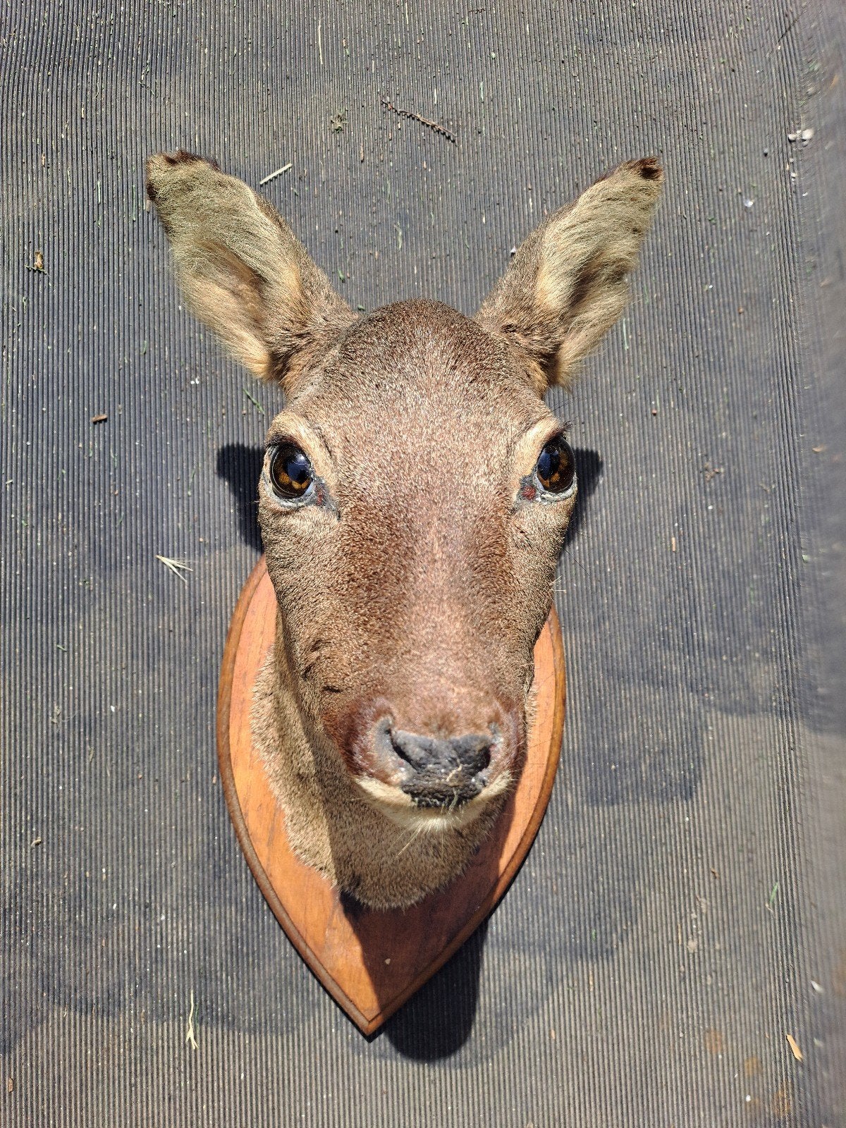 Taxidermie , Ree, Enlèvement