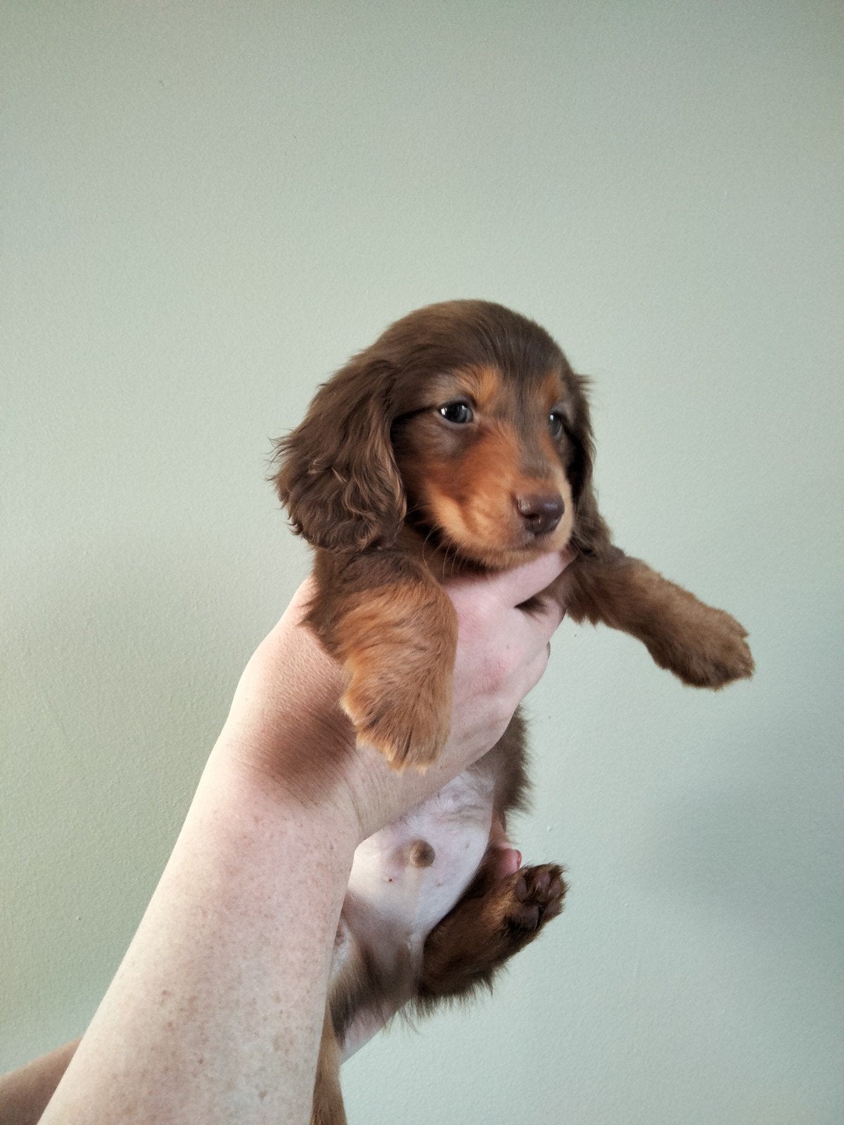 Prachtig choco tan langhaar reutje, Dieren en Toebehoren, Parvo, België, Fokker | Hobbymatig, Reu
