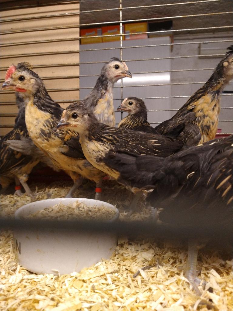 Kuikens leghennen, Femelle, Poule ou poulet