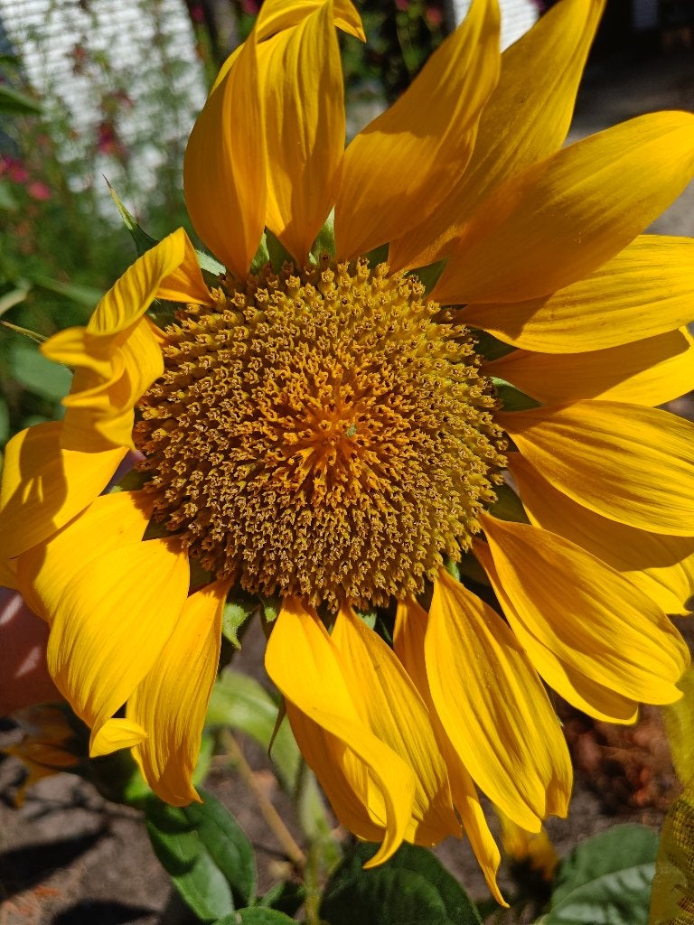 Graines de tournesol à fleur unique, Enlèvement ou Envoi, Printemps