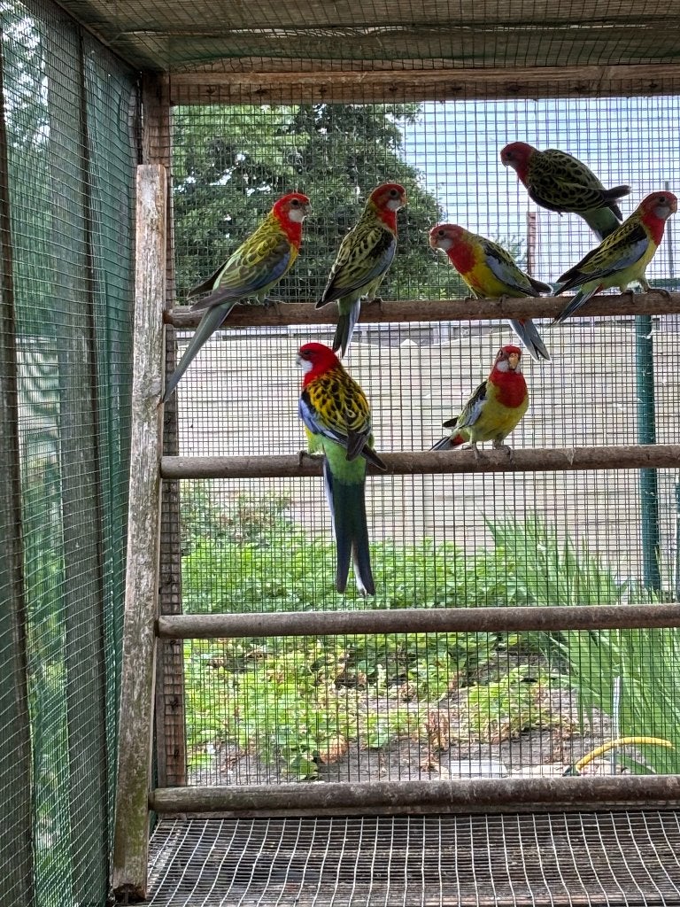 Rosellas te koop, Dieren en Toebehoren, Meerdere dieren, Parkiet