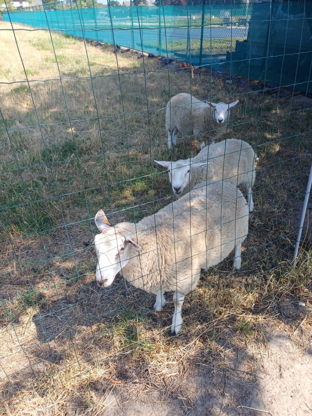 1 rammetje en 2 ooitjes te koop, Dieren en Toebehoren