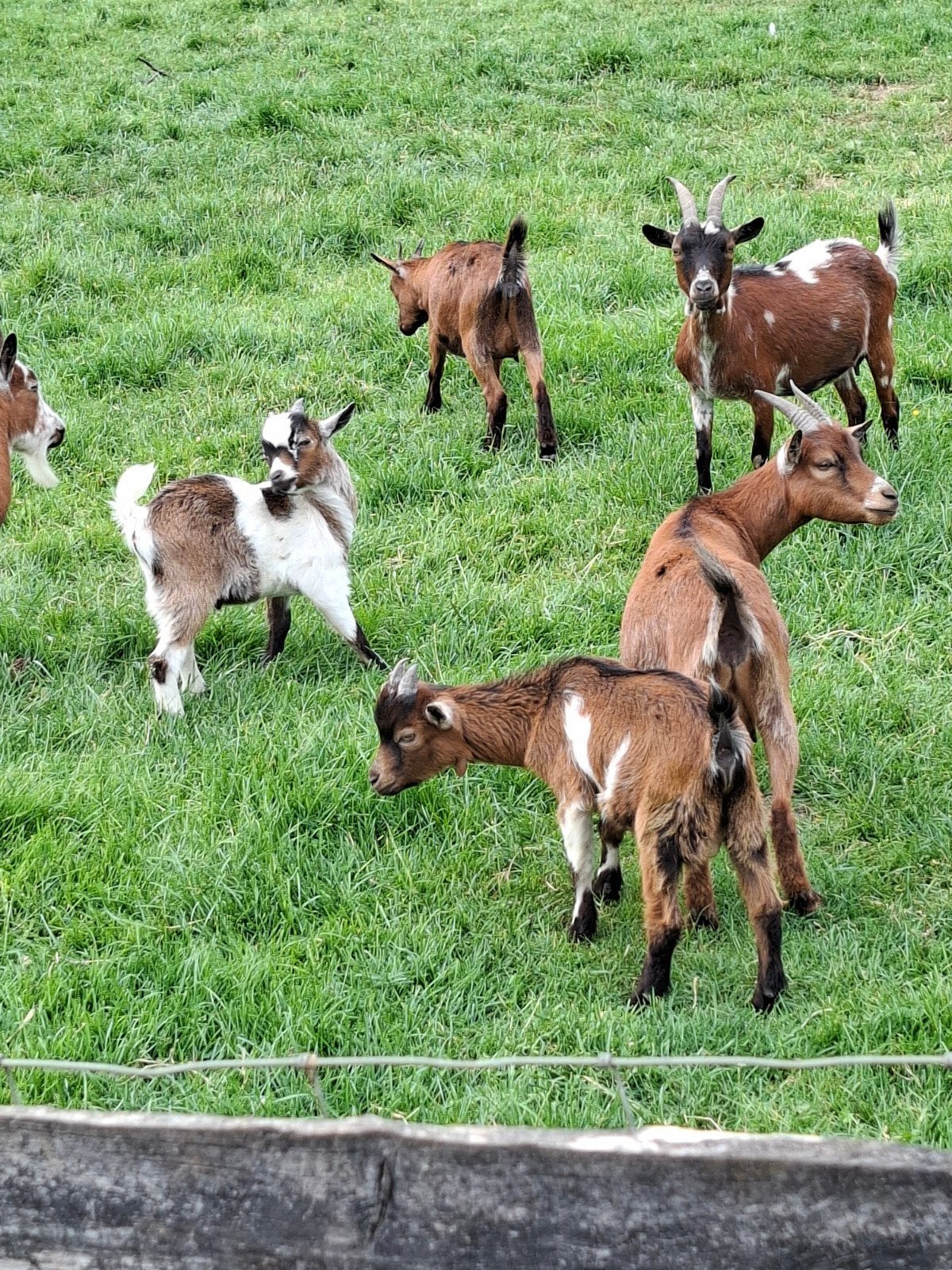 Geitjes, Dieren en Toebehoren