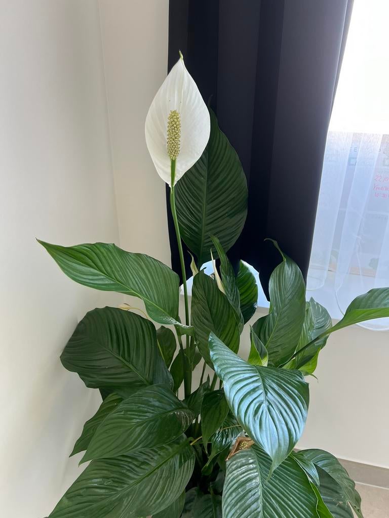 Plant met Pot, Ophalen, In pot, Halfschaduw