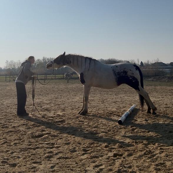 Longeer/grondwerk lessen, Merrie, Minder dan 160 cm, 11 jaar of ouder