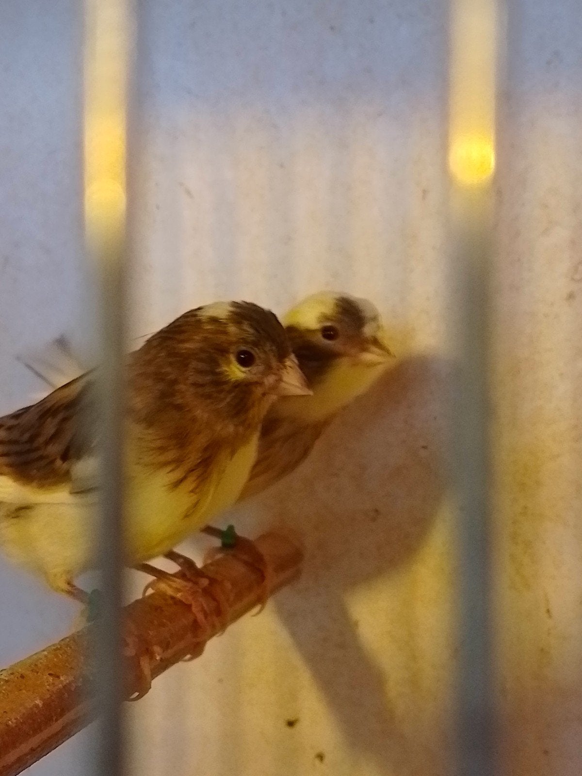 TRÈS BEAUX CANARIS DE COULEUR SIFFLANTE, bagués avec ou sans, Plusieurs animaux, Canari chanteur