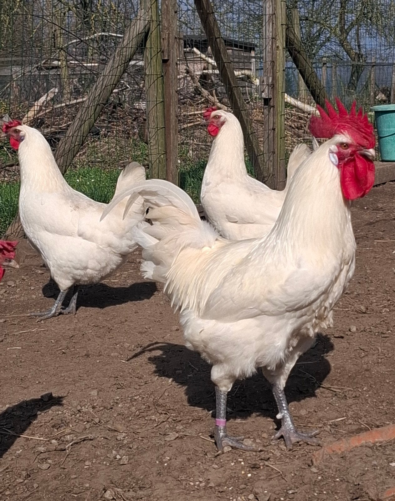 Broedeieren Poule De Bresse  , witte kleur  , raszuiver, Dieren en Toebehoren, Pluimvee