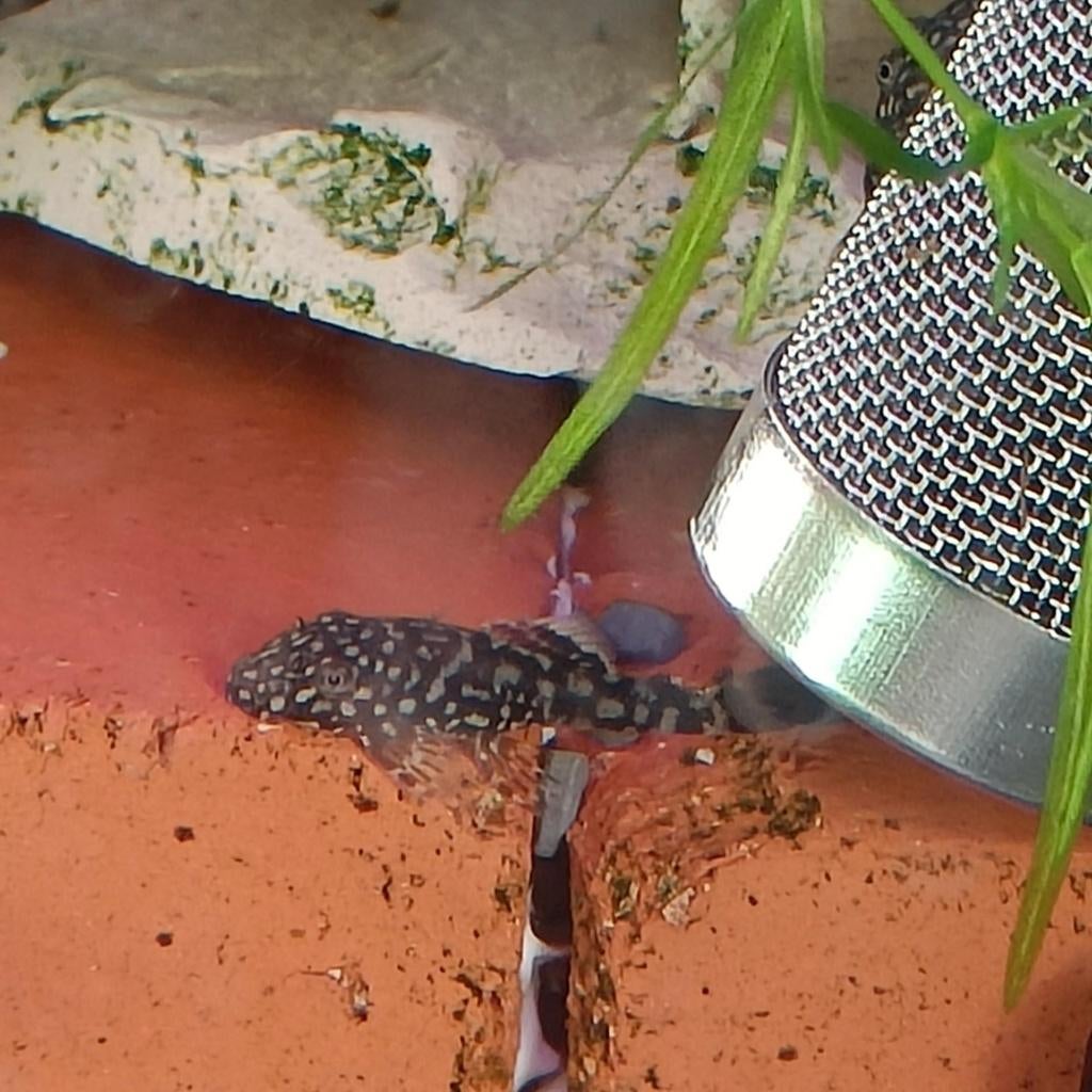 jonge pleco bristlenose, Poisson, Poisson d'eau douce