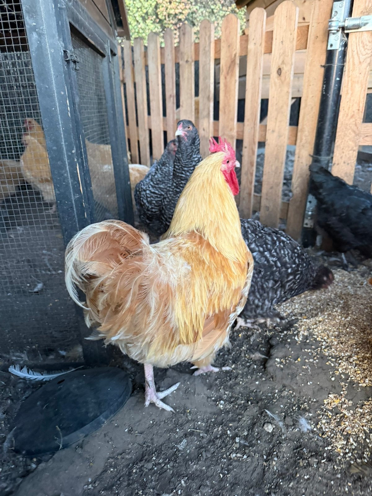 Orpington hanen, Mannelijk, Kip