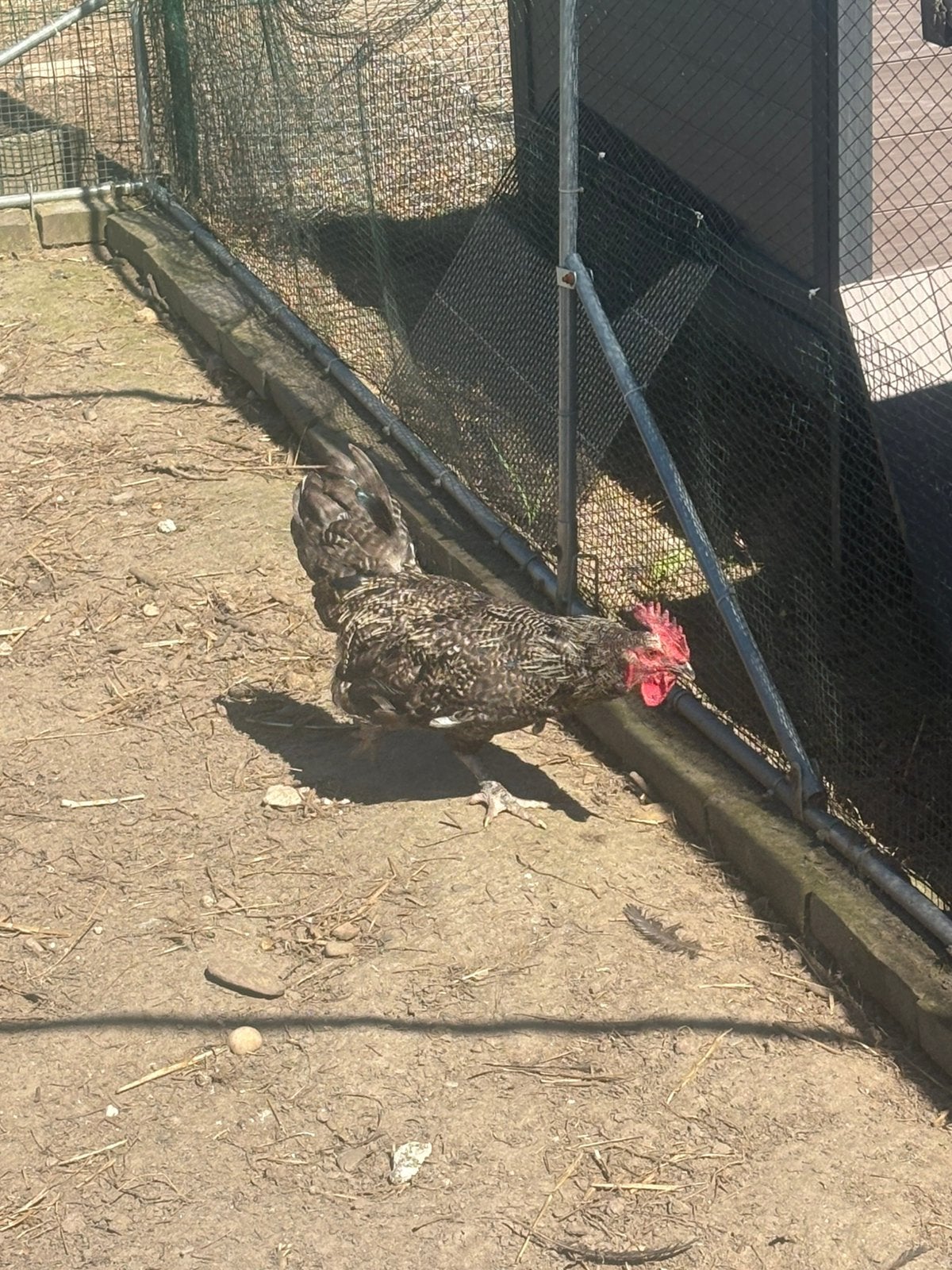 Witgrijze haan, Dieren en Toebehoren, Pluimvee, Mannelijk, Kip