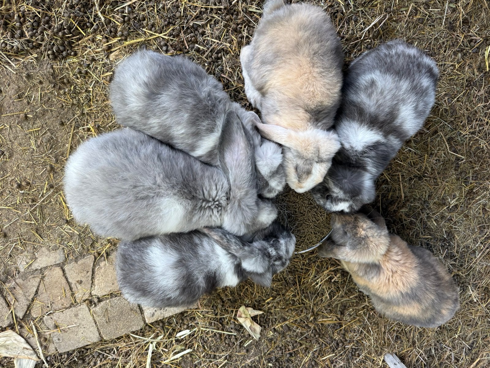 6 franse hangoor rammen, Mâle, Grand, Oreilles tombantes, 0 à 2 ans