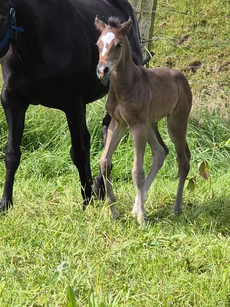 Poulain Alpha, Animaux & Accessoires, Chevaux, Moins de 160 cm, Cheval western, Avec pedigree, 0 à 2 ans