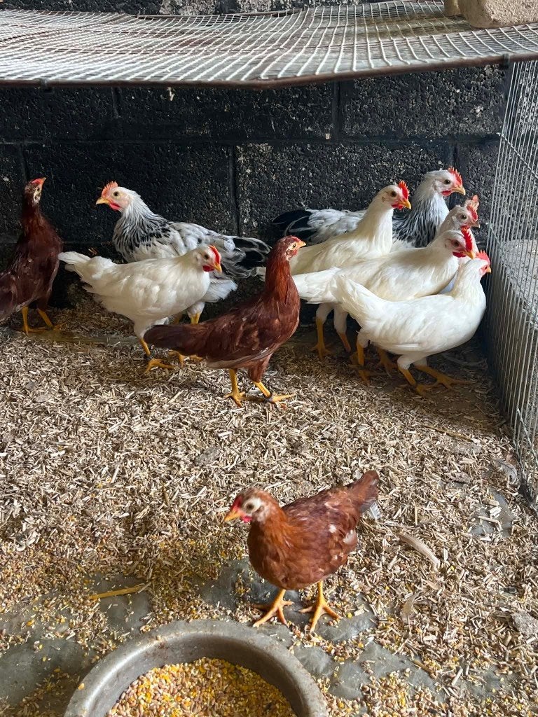 COQS LEGHORNS NAINS, Animaux & Accessoires, Mâle, Poule ou poulet