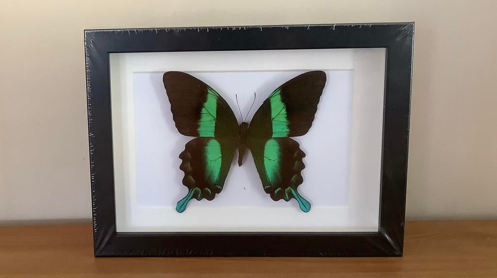 Lijst met Papilio blumei, Ophalen of Verzenden, Zo goed als nieuw