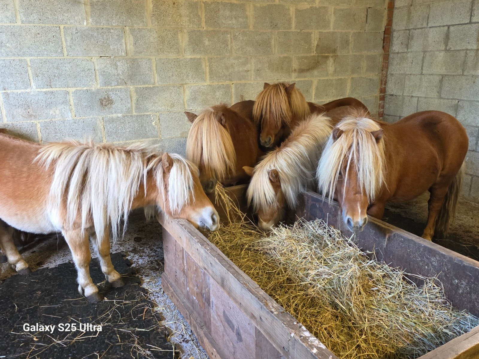 shetland foal 1 an et 2 ans, Animaux & Accessoires