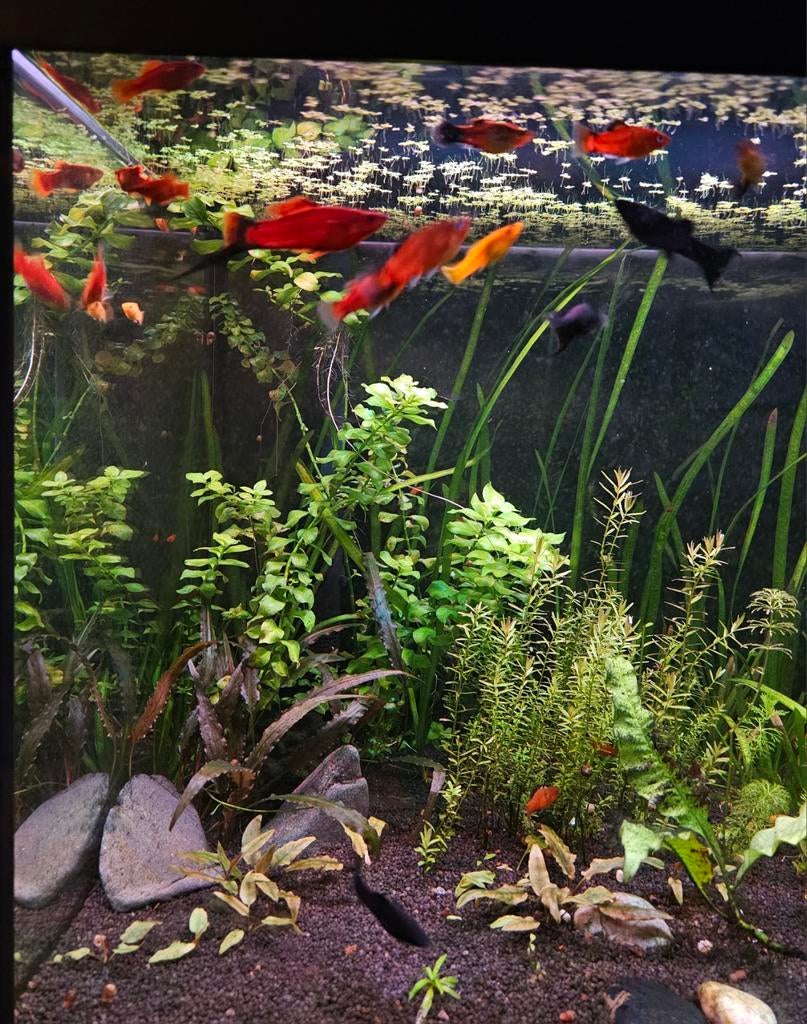Poissons et plantes d'aquarium, Poisson, Poisson d'eau douce