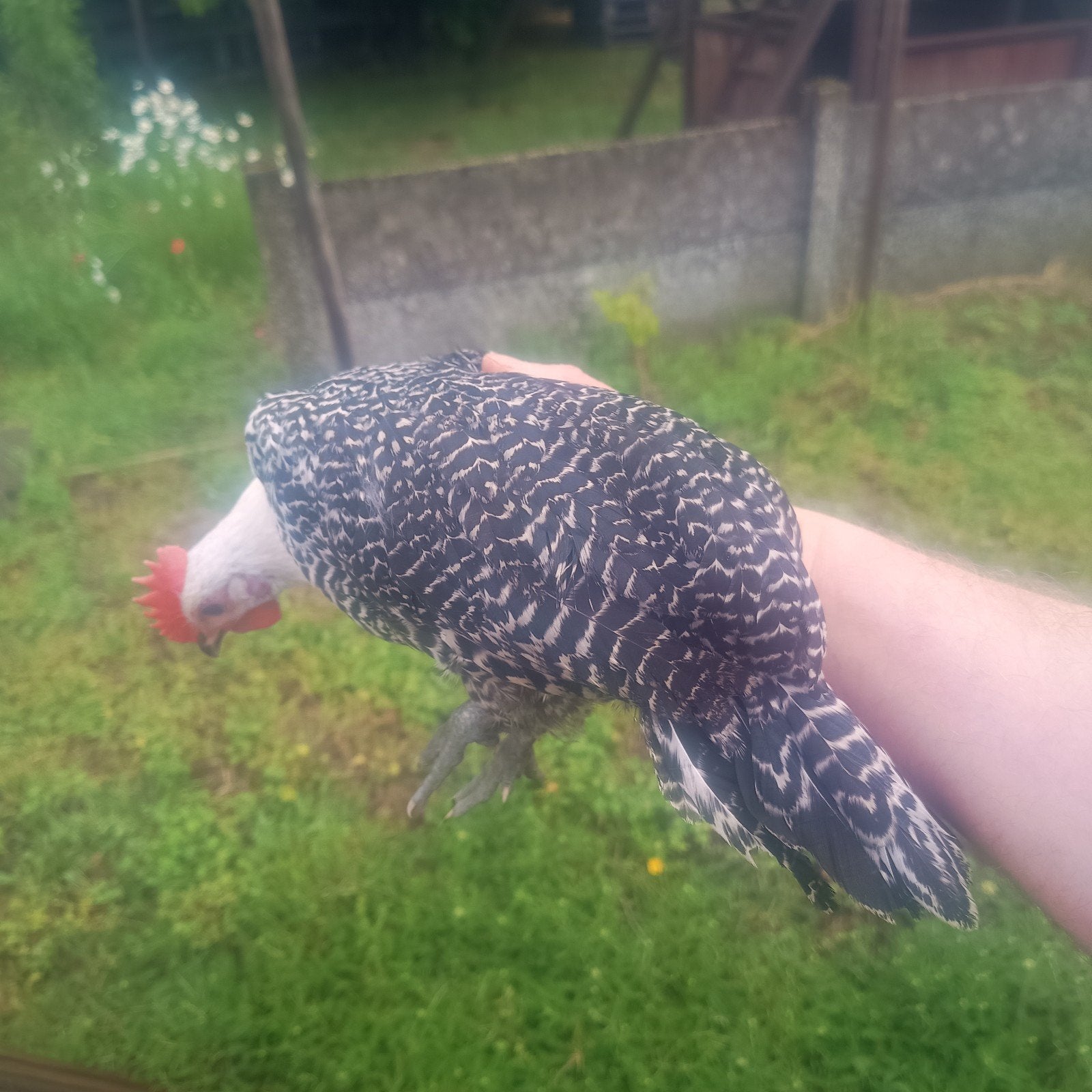 Zilveren kempise hoen kweek haan., Dieren en Toebehoren, April, Mannelijk